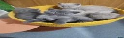 British Shorthair cats for sale: British short-hair kittens  - Advert 9