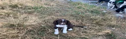 Sprollie dogs for sale: Gorgeous Sprollie puppies - Advert 21