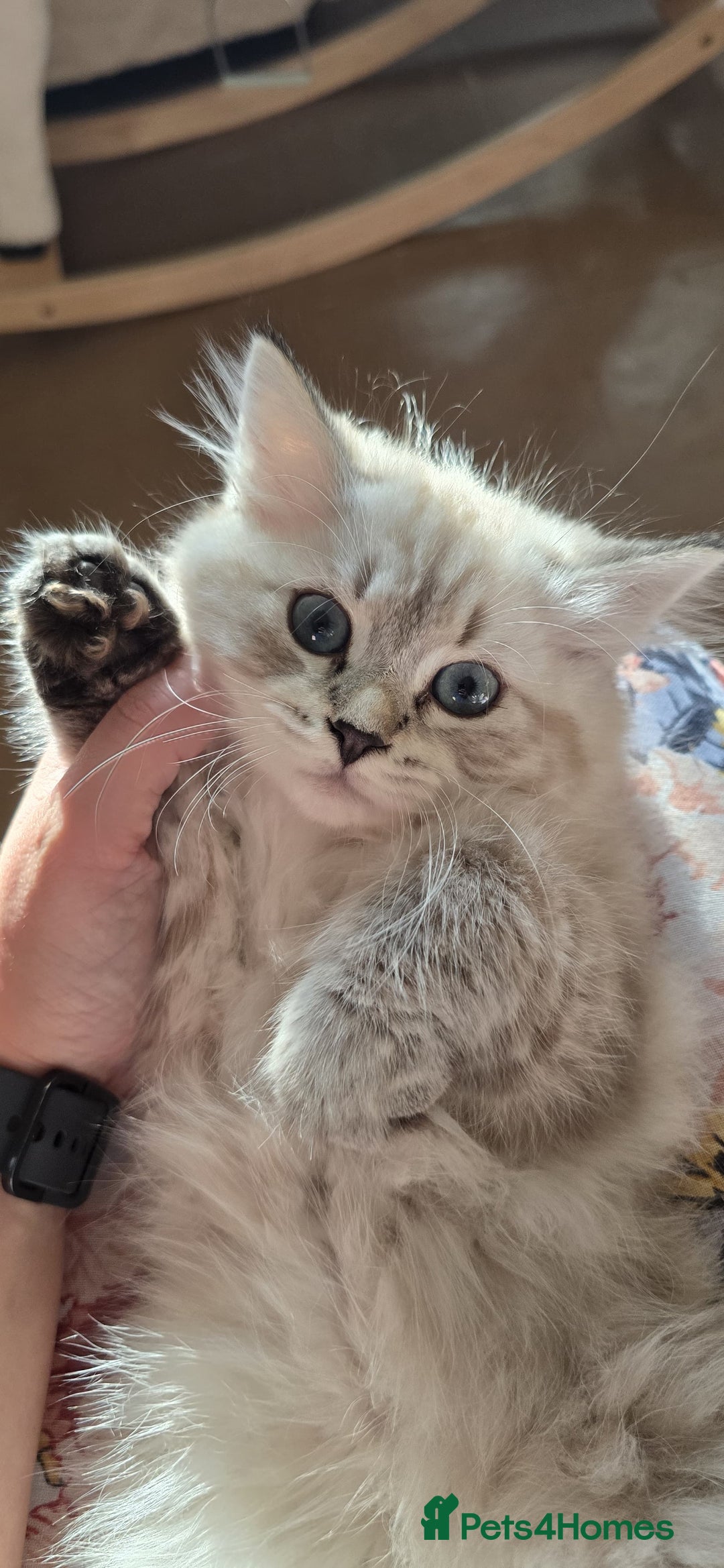 Siberian cats for sale: Litter "W" Neva Masquerade - Image 17