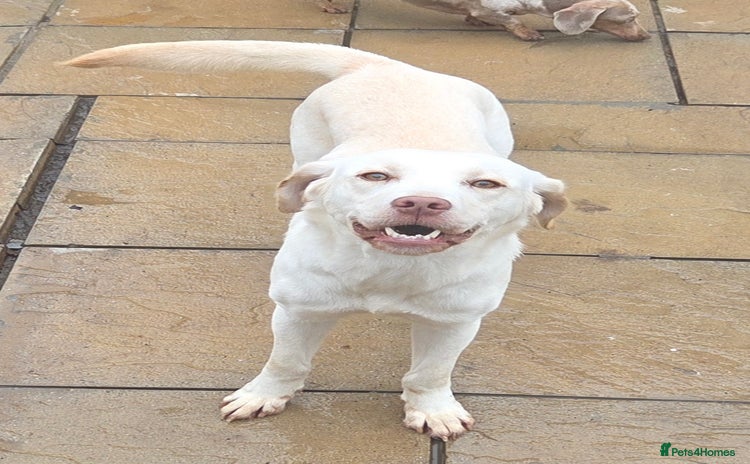 Labrador Retriever dogs - Advert 2