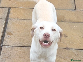 Labrador Retriever dogs Kc registered champagne labrador bitch - Advert 17