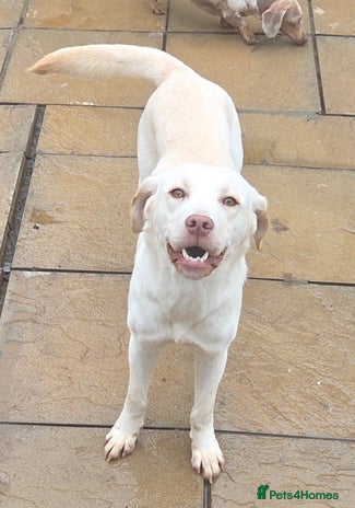 Labrador Retriever dogs - Advert 2