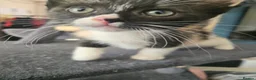 Ragdoll cats for sale: Half-Ragdolls from £150 (ready to leave) - Advert 5