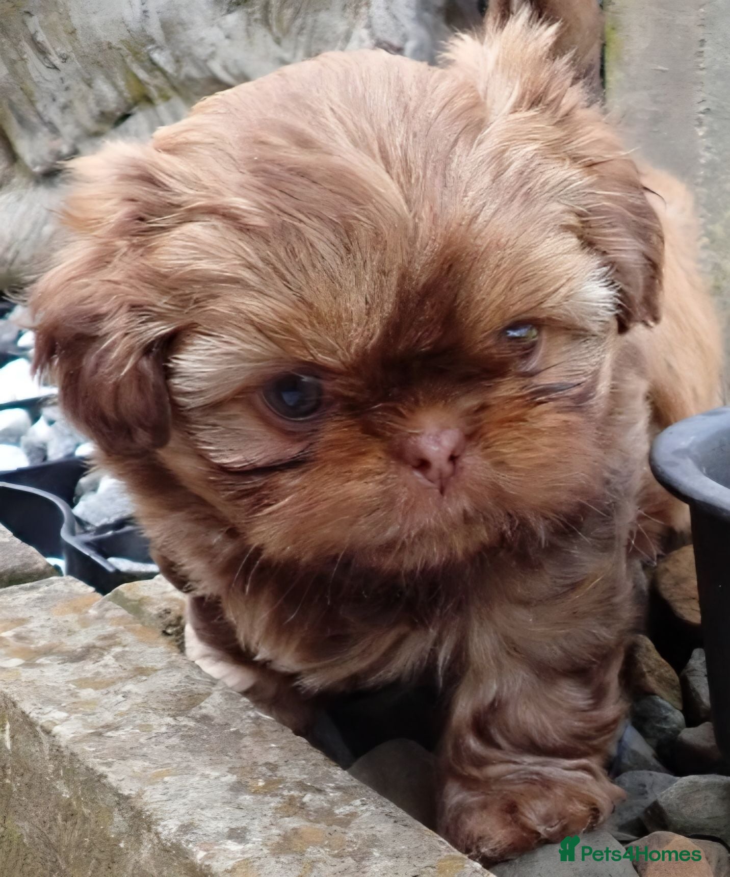 Shih Tzu dogs Stunning KC registered Imperial Shih Tzu puppies - Advert 1