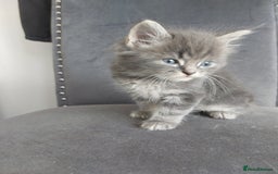 Mixed Breed cats for sale: 3 gorgeous boys - Image 7