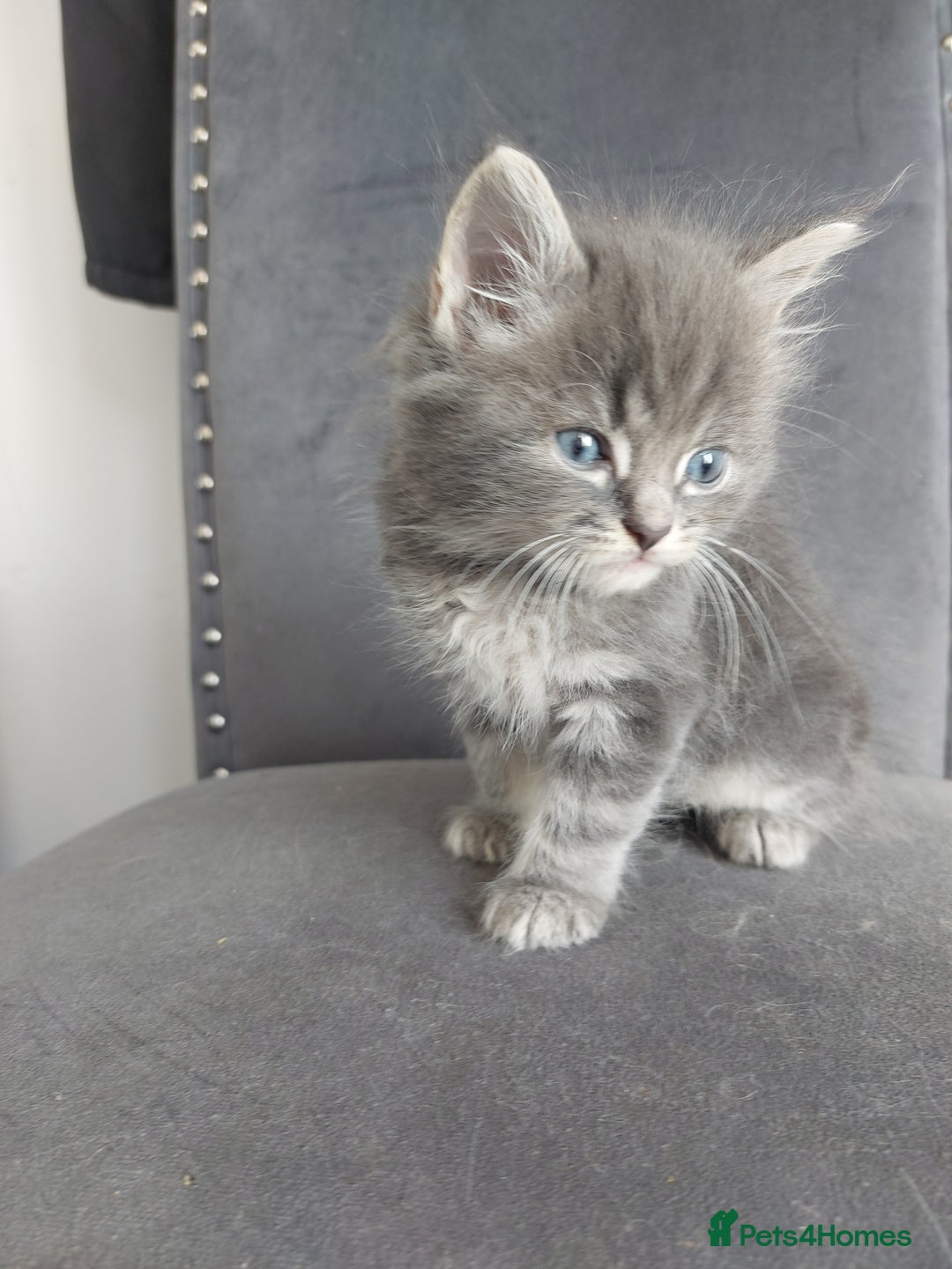 Mixed Breed cats for sale: 3 gorgeous boys - Image 7