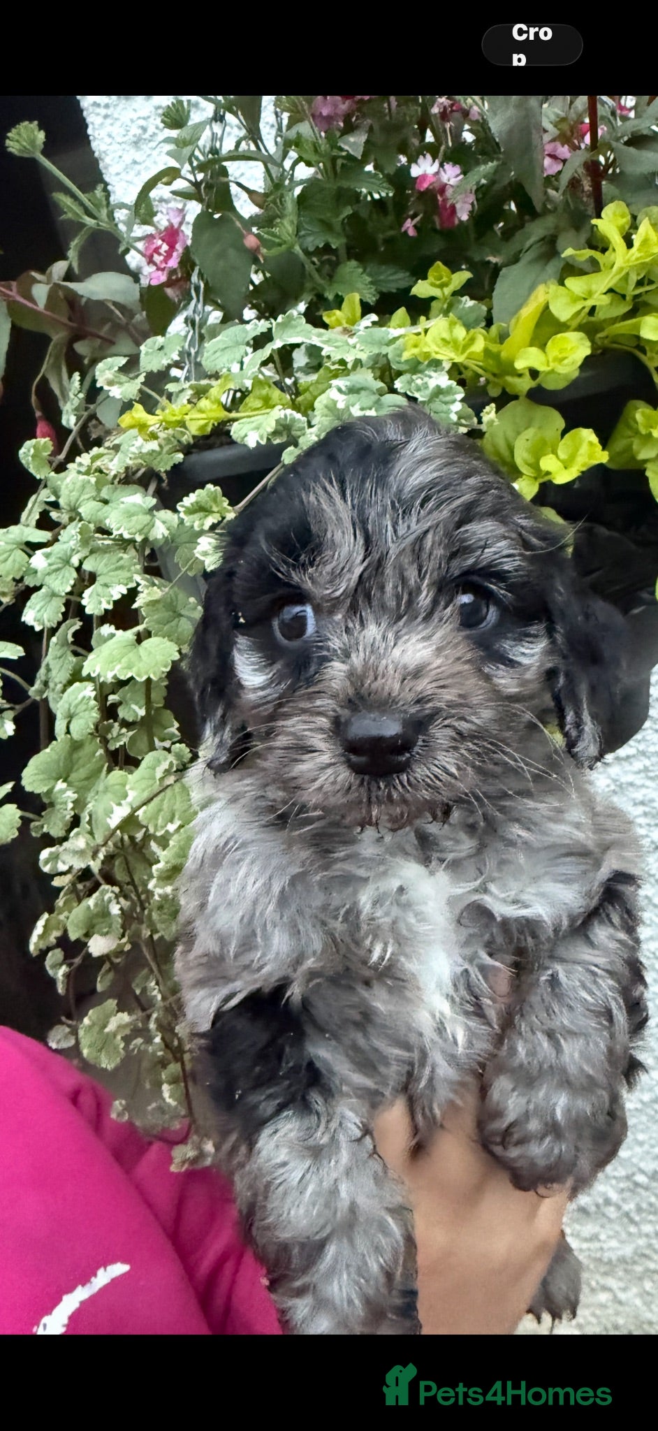 Cockapoo dogs F1 Cockapoo pups - Advert 4