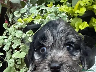 Cockapoo dogs F1 Cockapoo pups - Advert 13