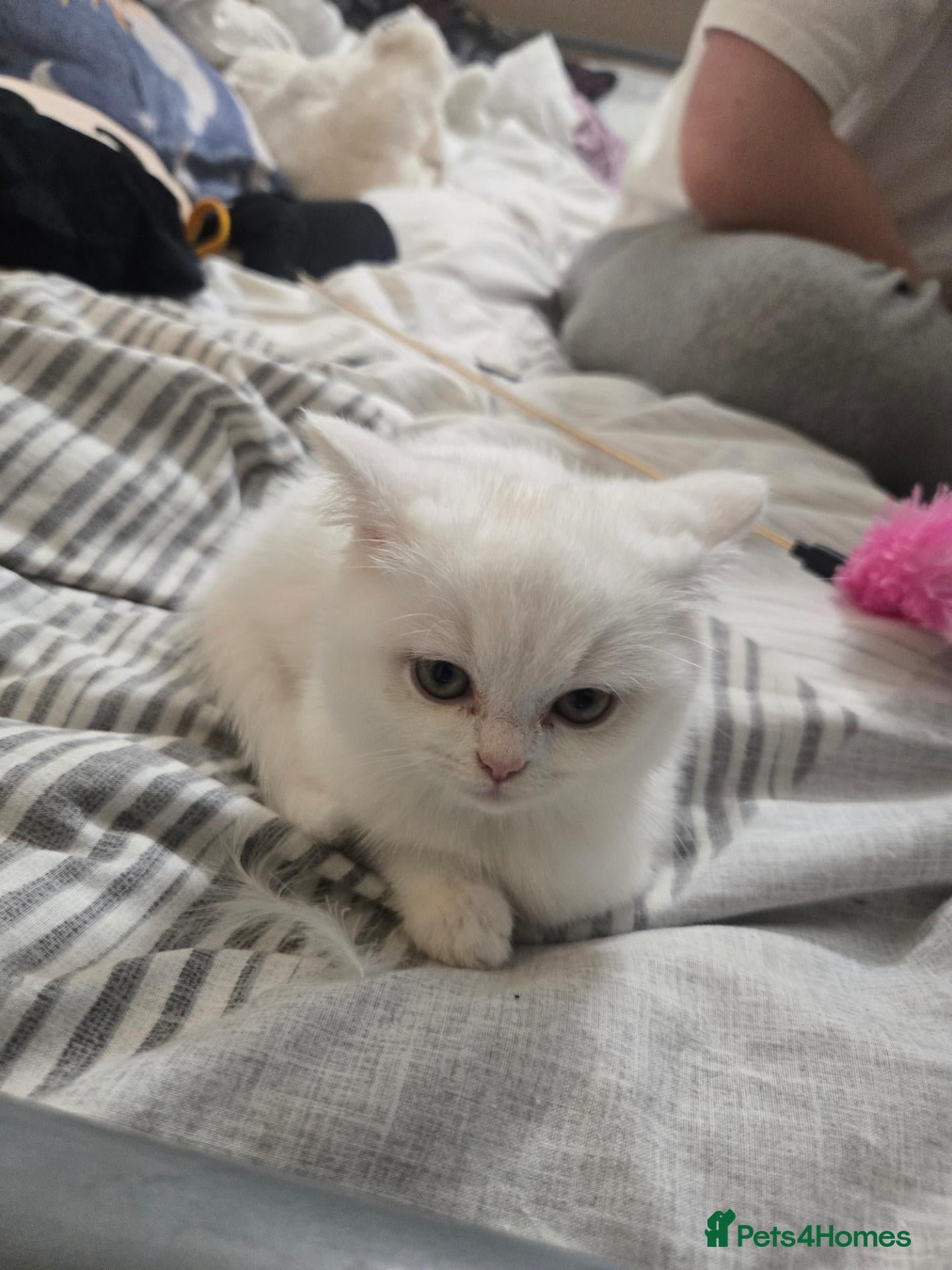 Scottish Fold cats Scottish straight kitten for sale  - Advert 1