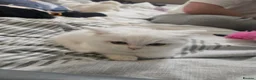 Scottish Fold cats for sale: Scottish straight kitten for sale  in Leeds - Advert 1