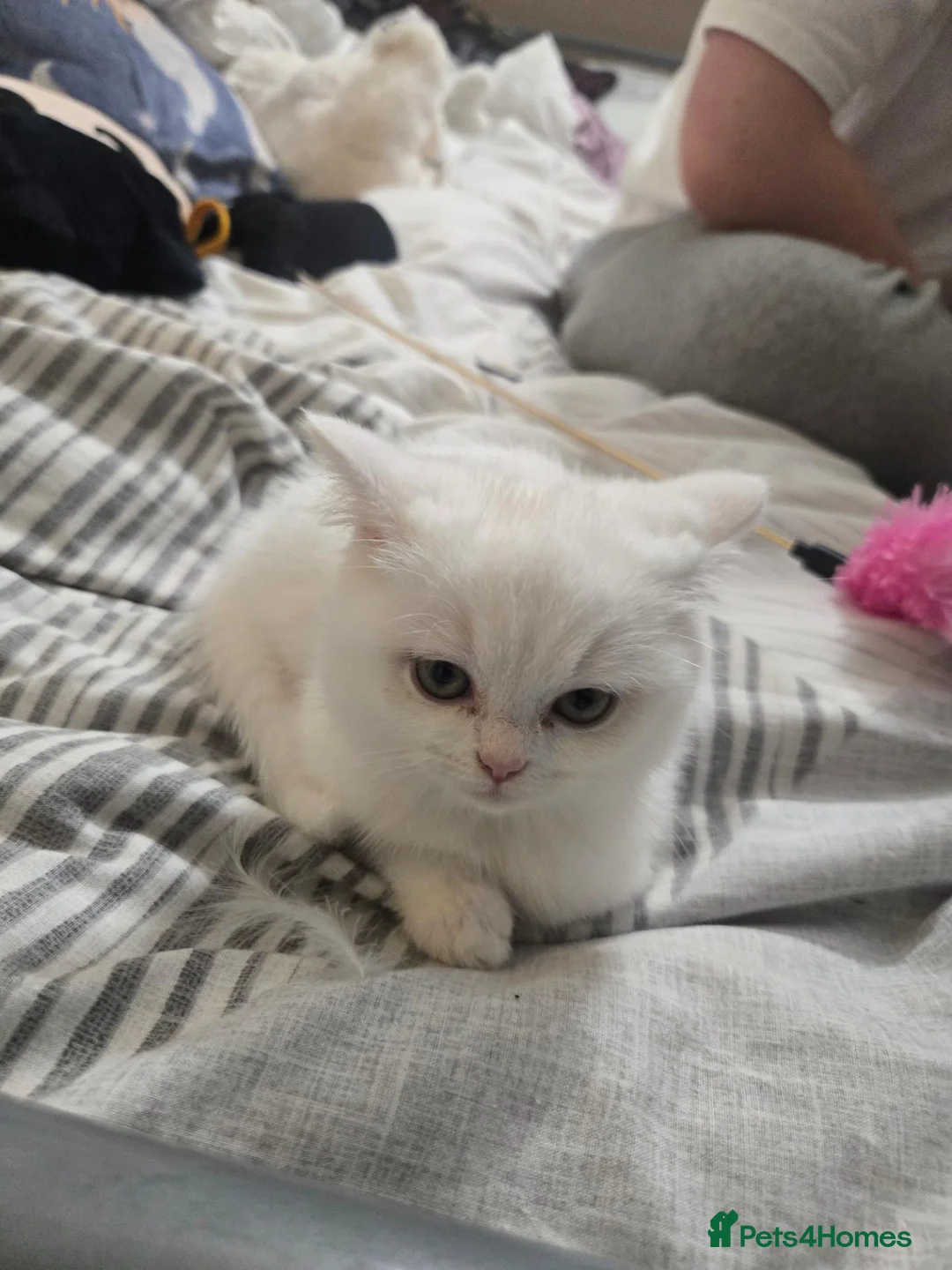 Scottish Fold cats for sale: Scottish straight kitten for sale  in Leeds - Advert 1