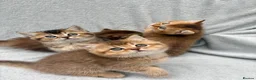 British Shorthair cats for sale: Pedigree golden kittens - black golden & chocolate - Advert 7