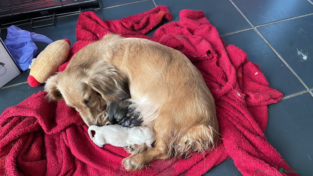 Miniature Dachshund dogs for sale: Quality KC Minature Longhaired Dachshund for sale  - Image 3
