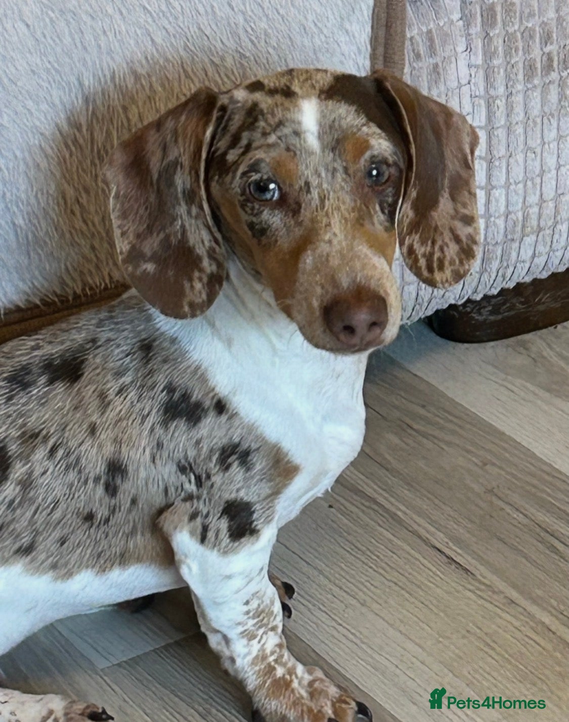 Miniature Dachshund dogs Beautiful boy for stud  - Advert 17