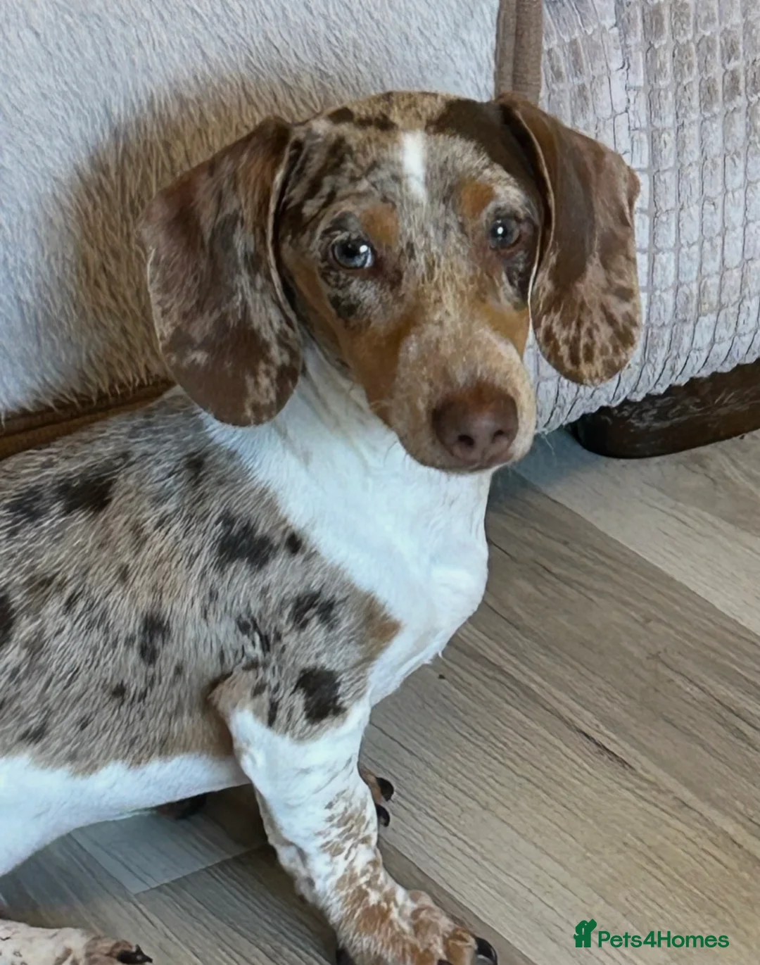 Miniature Dachshund dogs for stud: Beautiful boy for stud  in London - Advert 3
