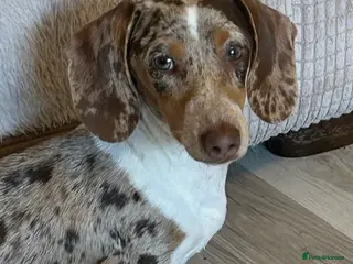 Miniature Dachshund dogs Beautiful boy for stud - Advert 17