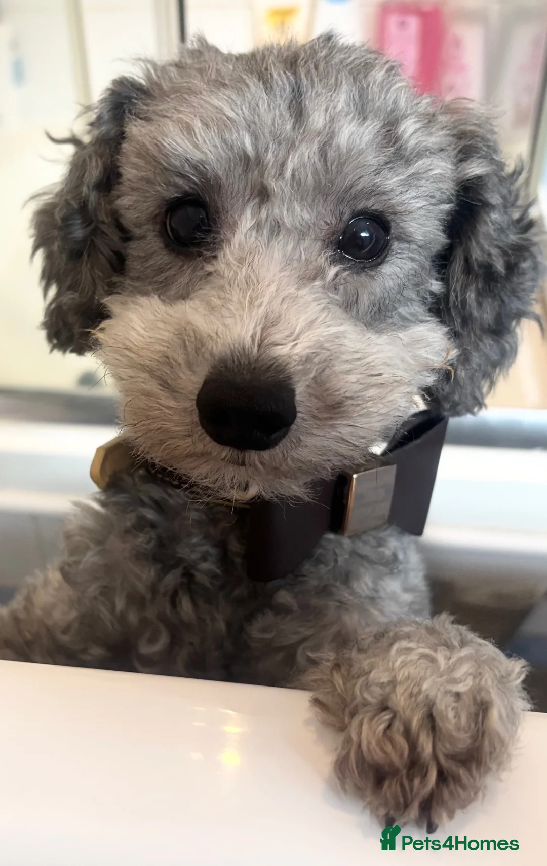 Toy Poodle dogs for sale: 🐩 Tiny Silver Toy Poodle Boy - 5 Years 🩶 - Advert 5