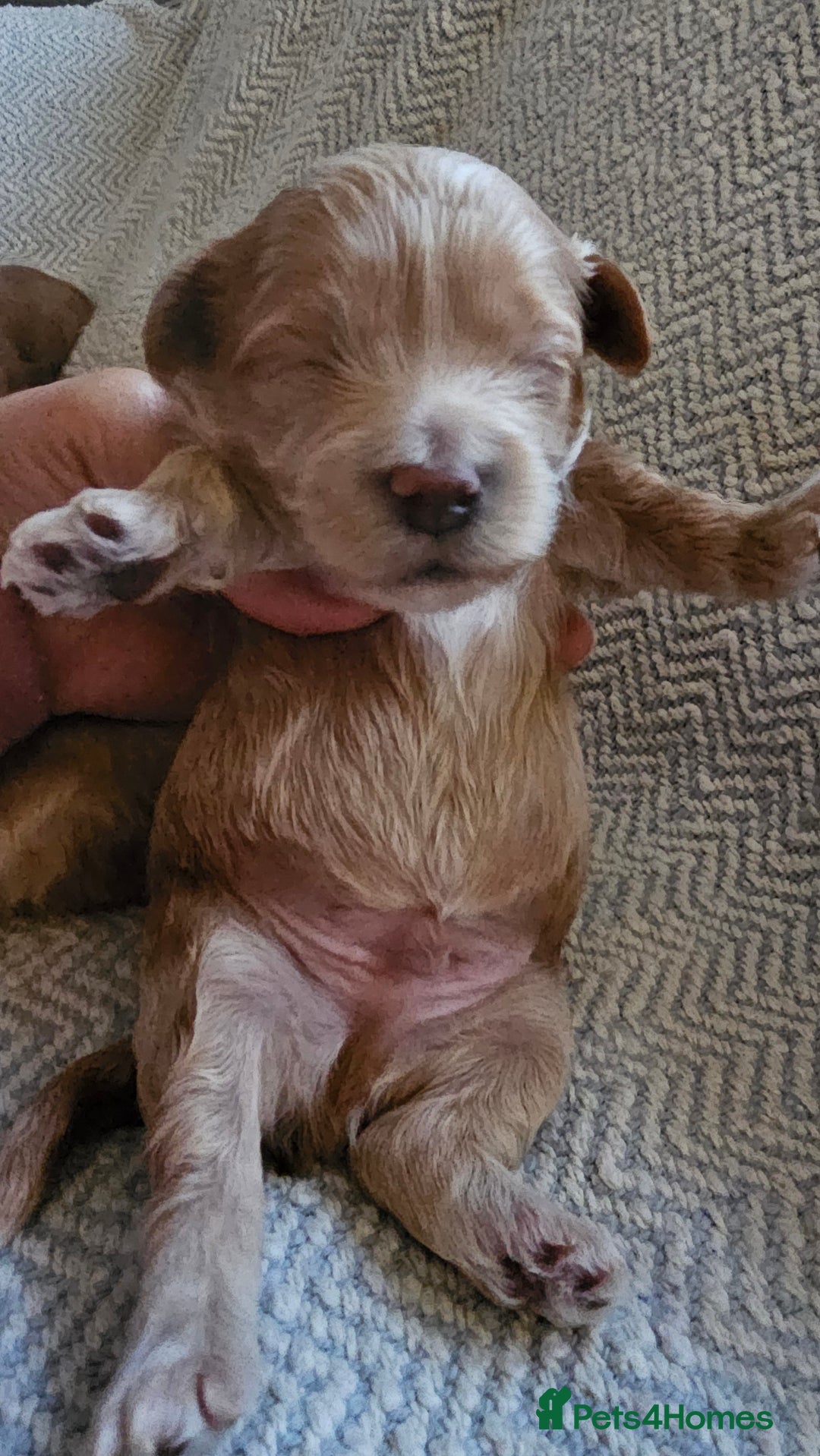 Maltipoo dogs for sale: Beautiful puppies  - Advert 5