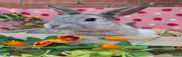Mini Lop rabbits for sale: Very very tame chin grey mini lop - Advert 2