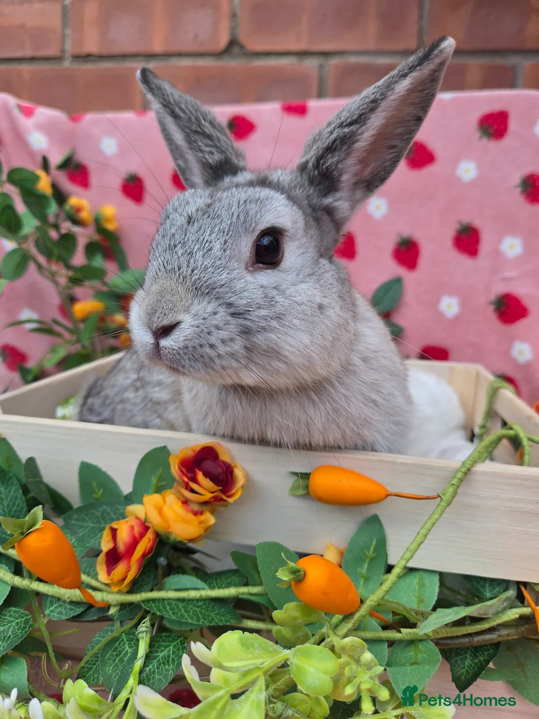 Mini Lop rabbits for sale: Very very tame chin grey mini lop - Advert 2