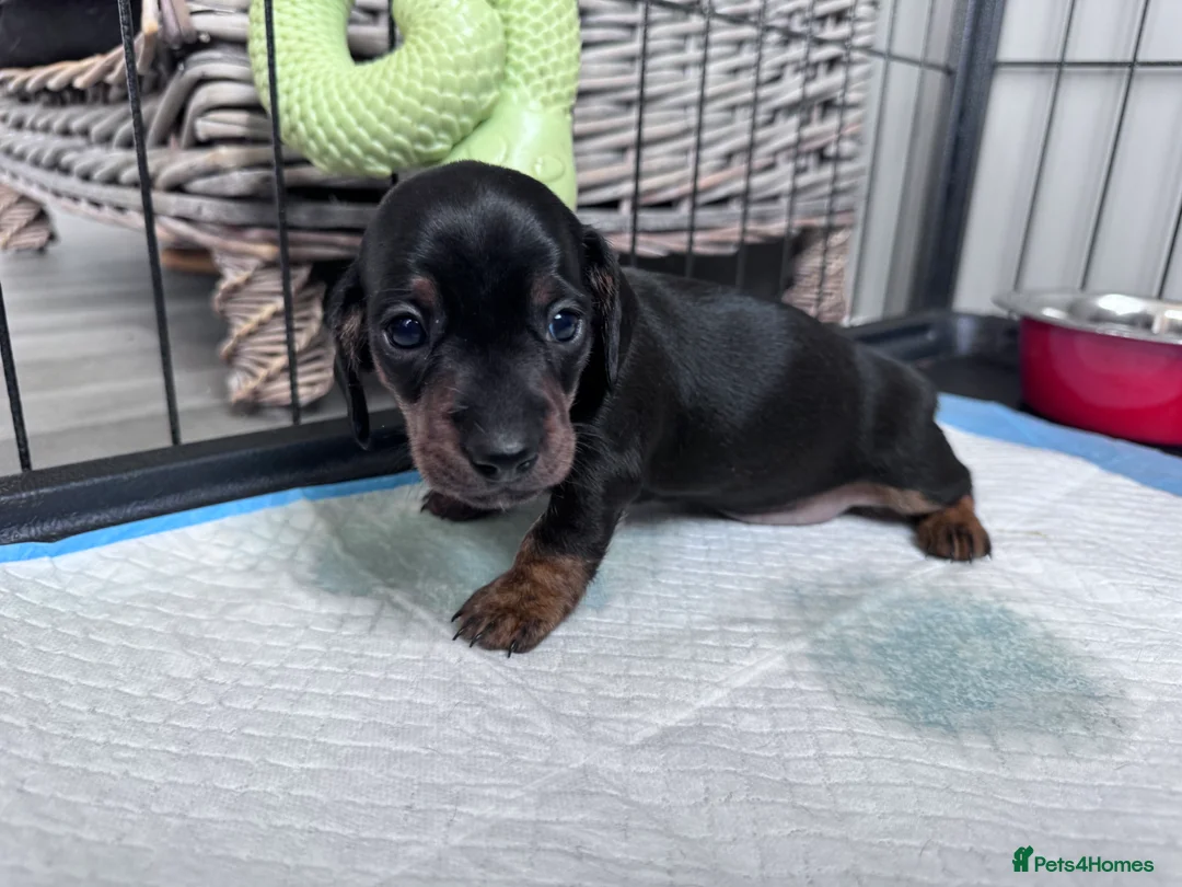 Miniature Dachshund dogs for sale: Gorgeous girls Mini Dachshund  - Advert 18