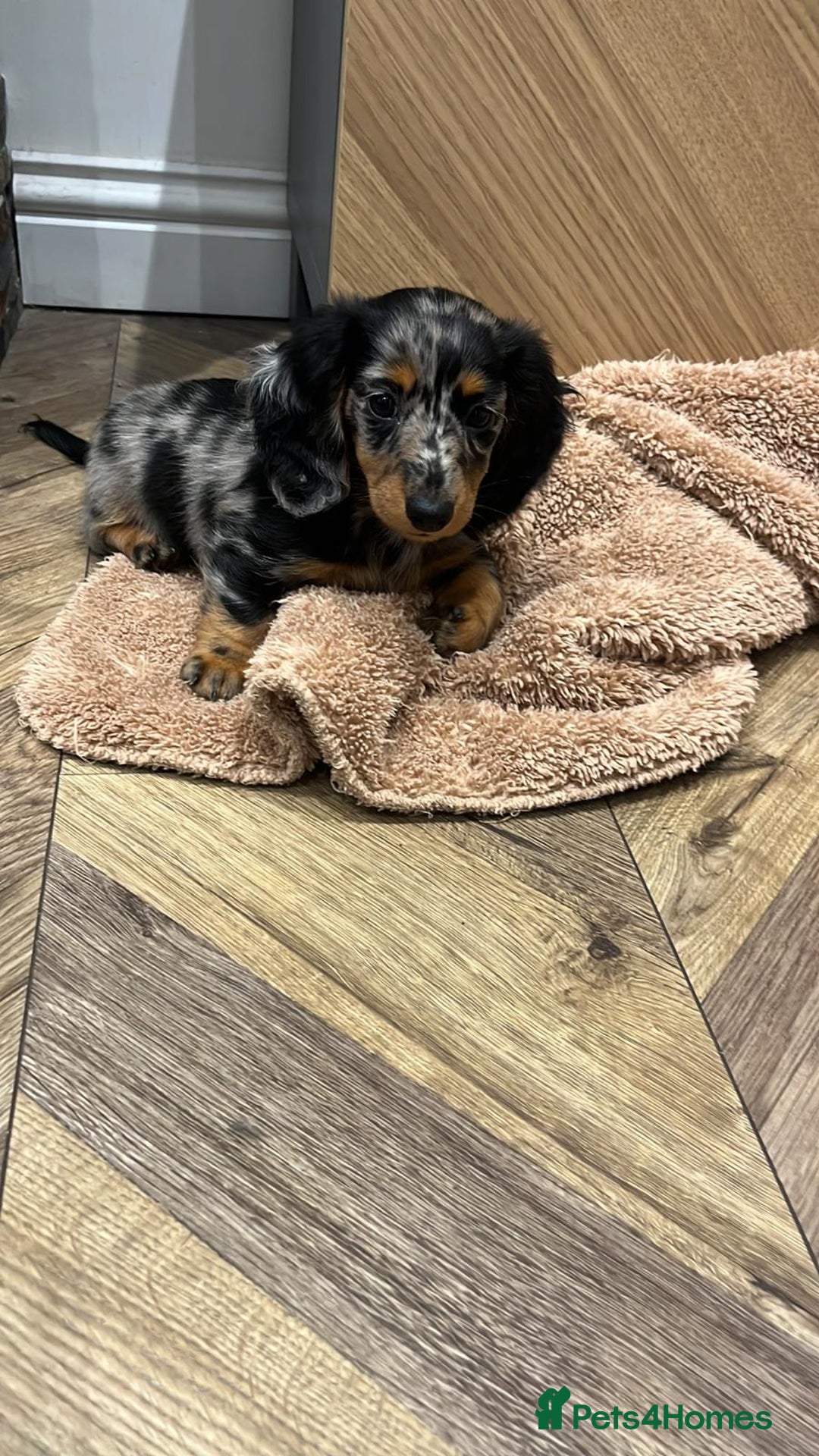 Miniature Dachshund dogs for sale: STUNNING MINIATURE PUPPPIES - Advert 4