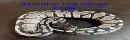 Python Snake reptiles for sale: Ball/royal pythons  - Advert 9