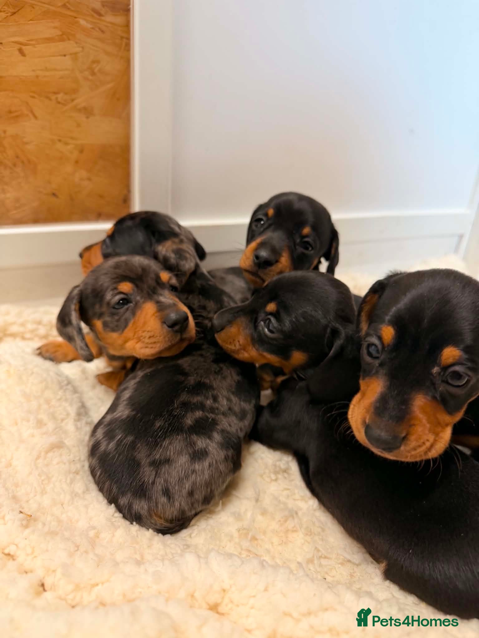 Miniature Dachshund dogs Stunning KC Registered Miniature Dachshund Puppies - Advert 1