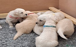 Golden Retriever dogs for sale: Gorgeous pedigree golden retriever puppies - Image 9