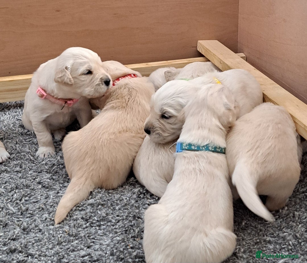 Golden Retriever dogs for sale: Gorgeous pedigree golden retriever puppies - Image 9