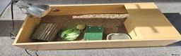 Tortoise reptiles for sale: 🐢 Horsfield Tortoise – Full Setup Included 🏡 in Manchester - Advert 1