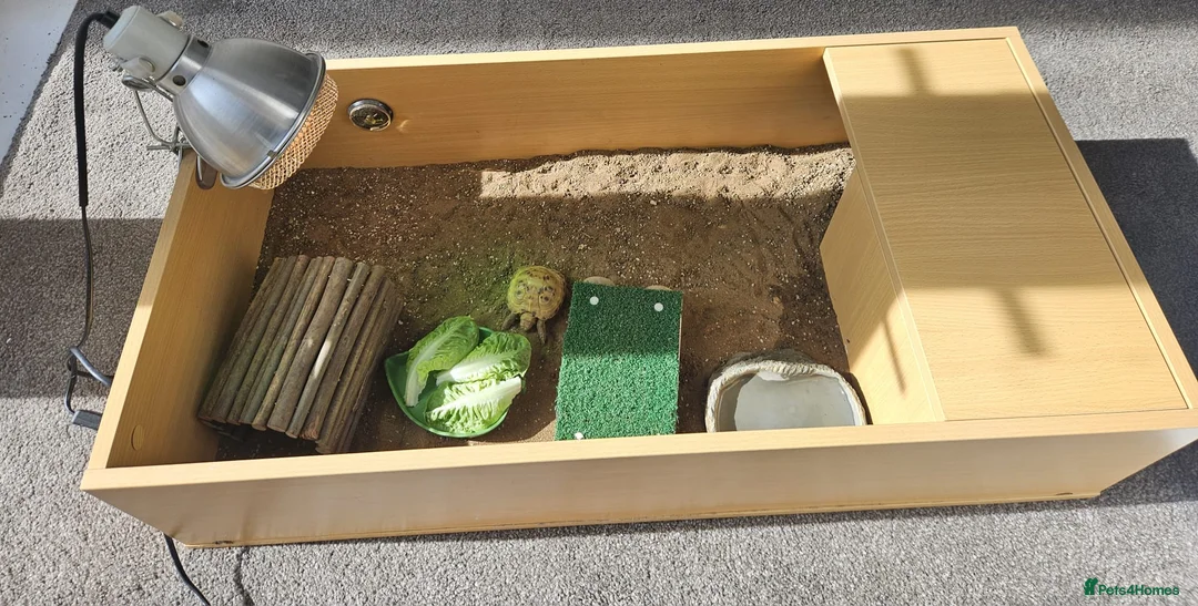 Tortoise reptiles for sale: 🐢 Horsfield Tortoise – Full Setup Included 🏡 in Manchester - Advert 1