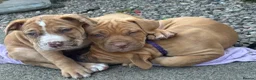 Mixed Breed dogs for sale: North American mastiff X boerboel  - Advert 3