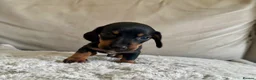Dachshund dogs for sale: 2 Beautiful Dachshund Puppies Left - Advert 27