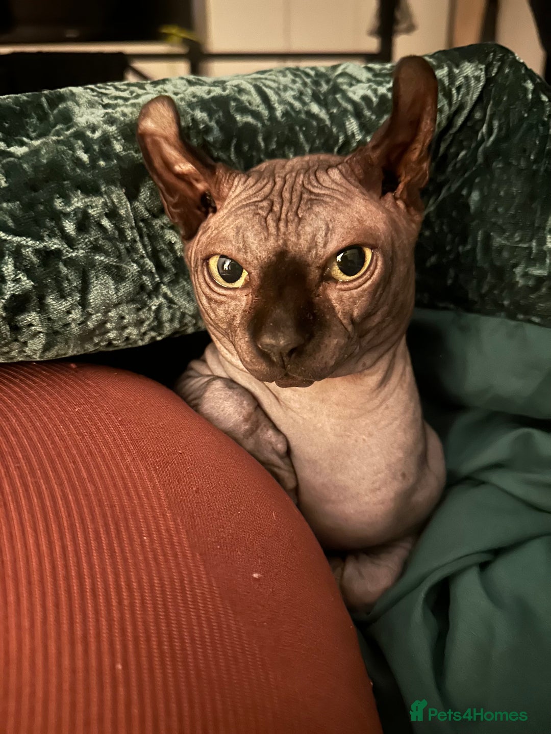 Sphynx cats for stud: Stunning blue Elf - Advert 3