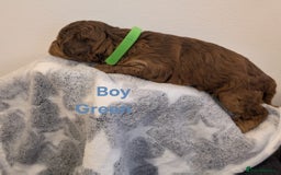 Cockapoo dogs for sale: Beautiful Cockapoo puppies 🐶 😍  - Image 26