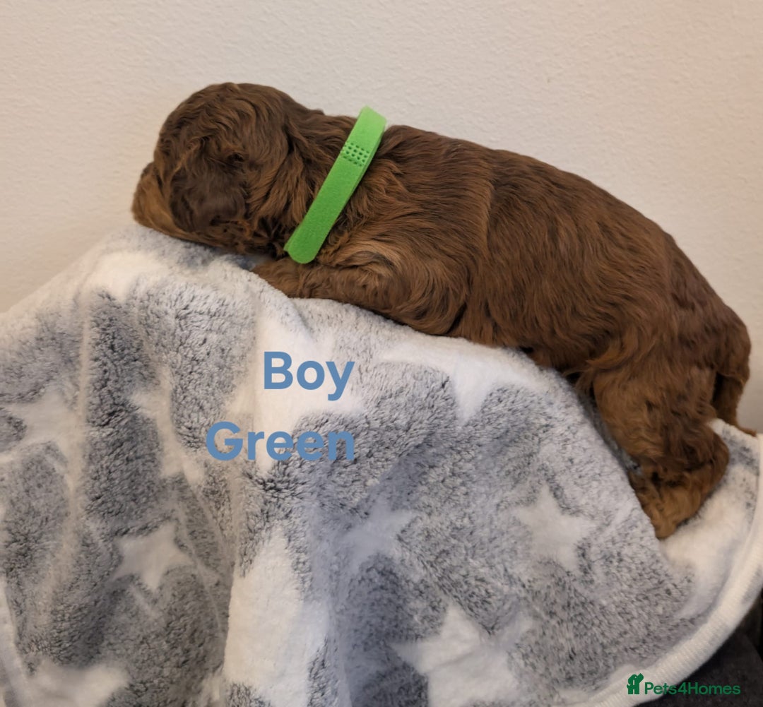 Cockapoo dogs for sale: Beautiful Cockapoo puppies 🐶 😍  - Image 26