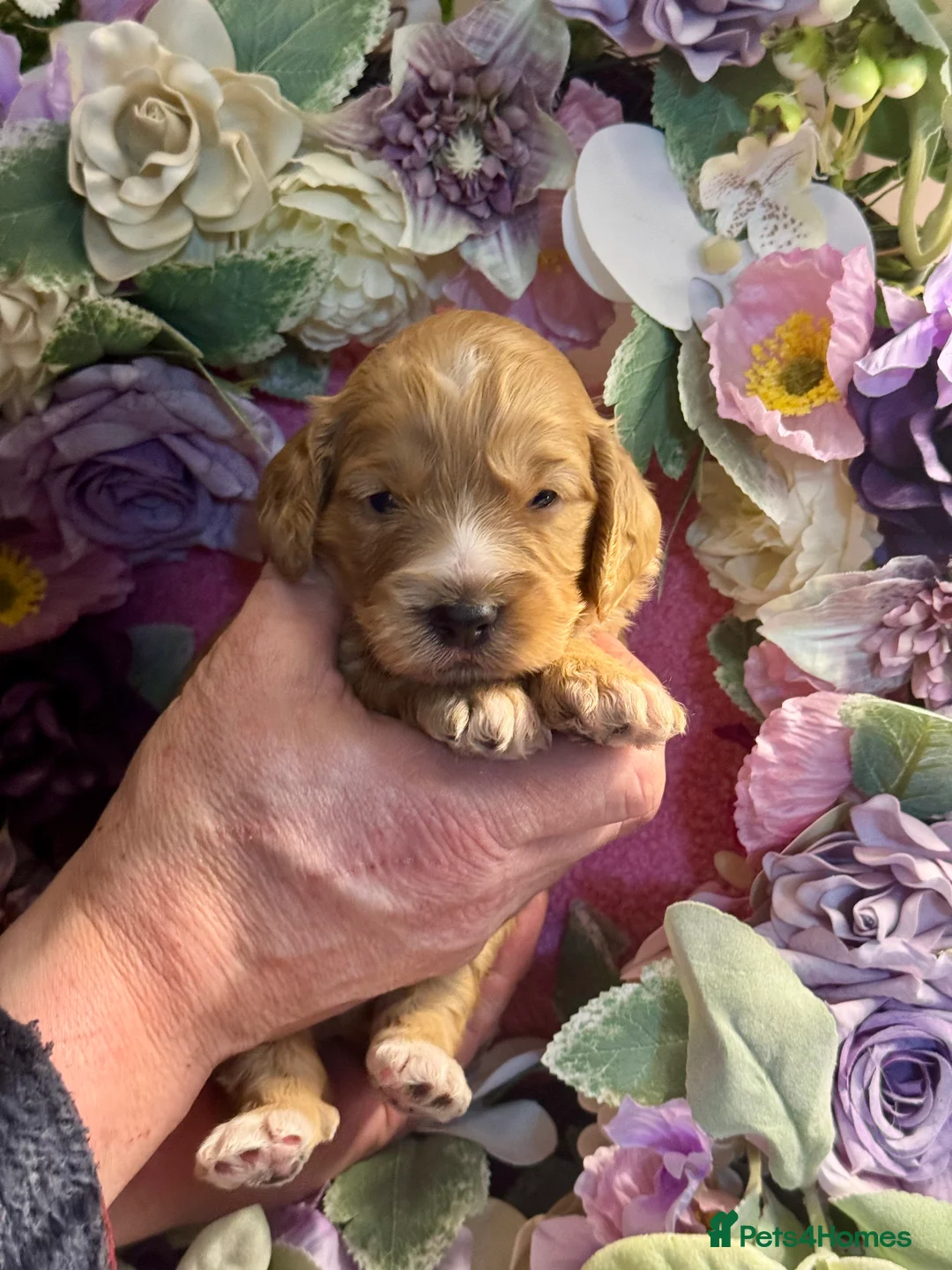 Cockapoo dogs for sale: 3 gorgeous f1 Cockerpoo puppies  - Advert 3
