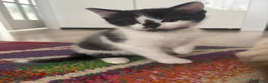 Mixed Breed Kitten 6