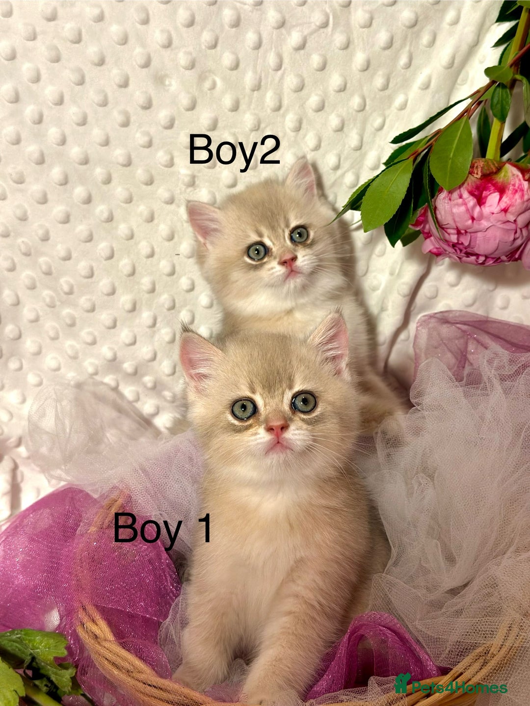 British Shorthair cats for sale: Two Blue Gold Boys  - Advert 2