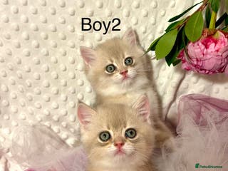 British Shorthair cats Two Blue Gold Boys - Advert 11