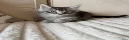 Ragcoon cats for sale: 8 gorgeous Mainecoon x ragdoll babies  - Advert 29