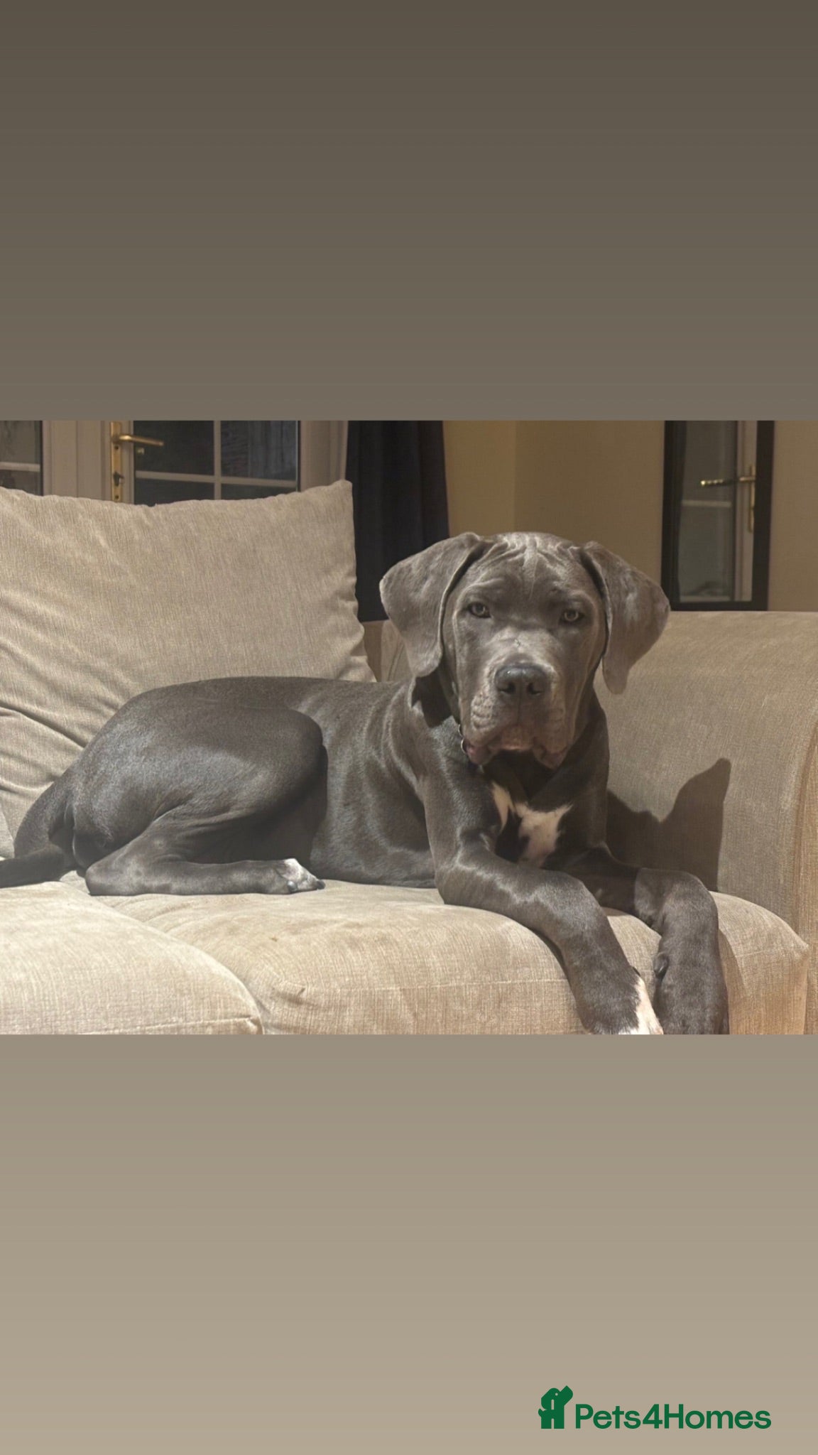Cane Corso dogs Cane corso - Advert 2