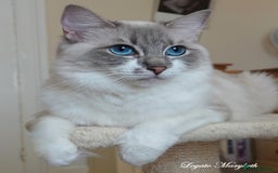Ragdoll cats for sale: Beautiful GCCF Reg Adult Ragdoll - Image 2