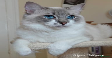 Ragdoll cats - Advert 6