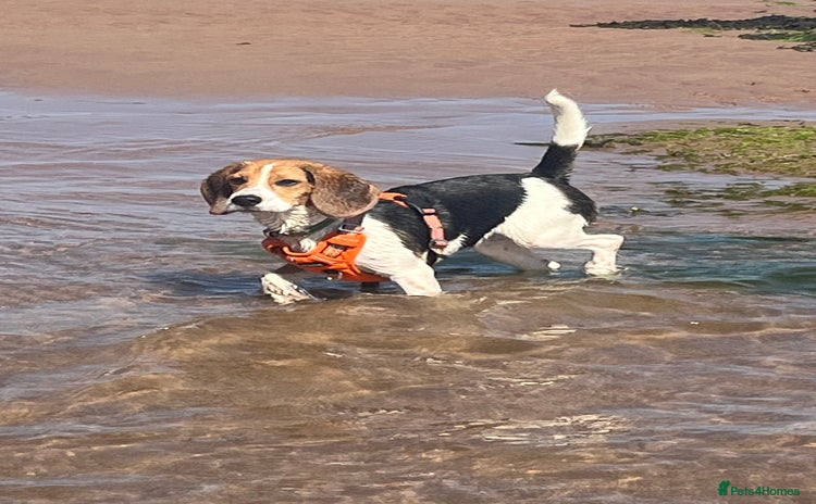 Beagle dogs - Advert 2