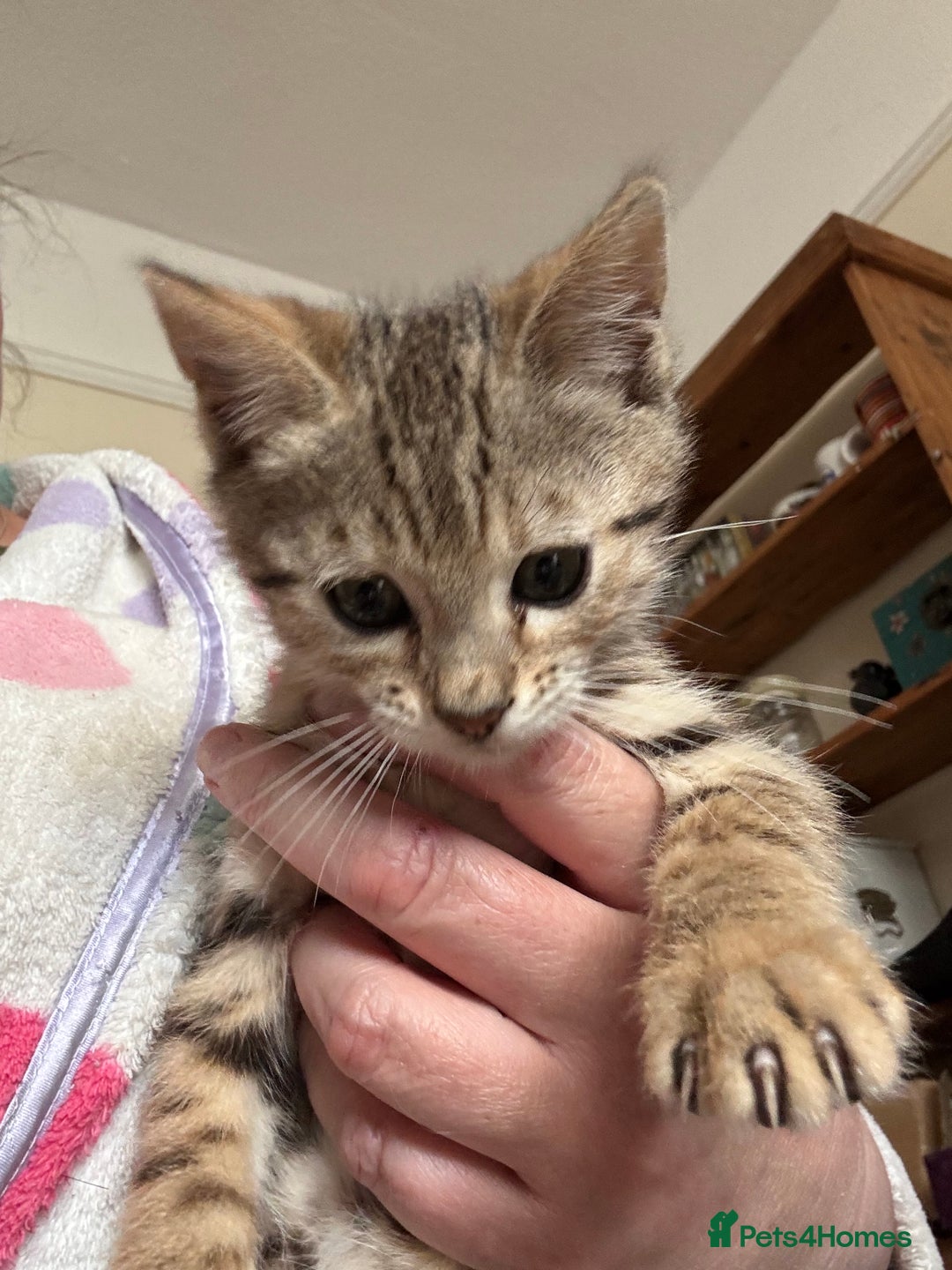 Bengal cats for sale: Gorgeous brown spot bengal kittens Sofa ready  - Image 12