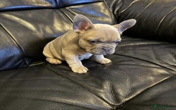 Pug dogs for stud: KC Reg Proven French Bulldog Lilac & Tan For Stud in Colchester - Image 12