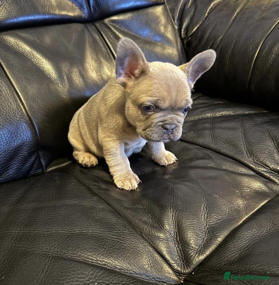 Pug dogs for stud: KC Reg Proven French Bulldog Lilac & Tan For Stud in Colchester - Image 12