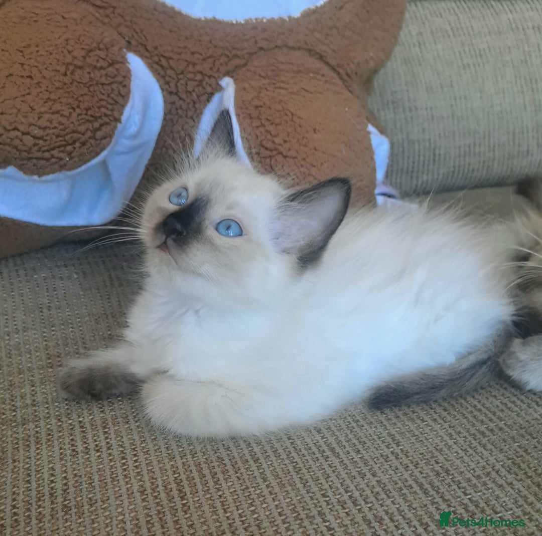 Ragdoll cats for sale: Gorgeous ragdoll kittens - 1 girl left - Image 4